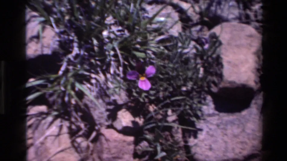 Purple wildflower with a yellow center set against Big Sur foliage and rocks, supported by 1980 clip metadata.