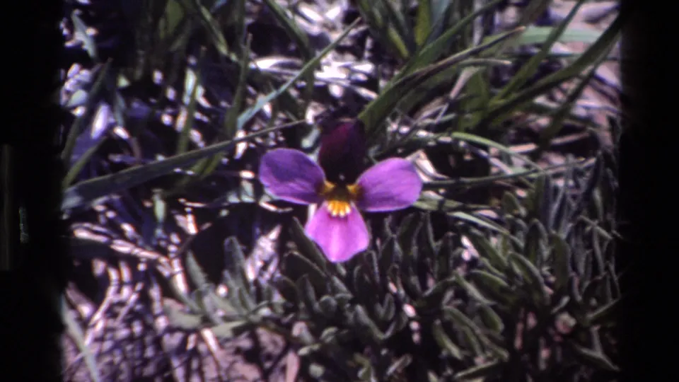 Closer 8mm view of a purple wildflower in Big Sur vegetation, with grasses and low foliage around it.