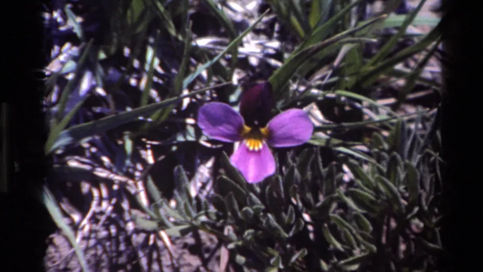 Purple flower in wind-stirred coastal foliage, shown in 1980 Big Sur 8mm home-movie material.