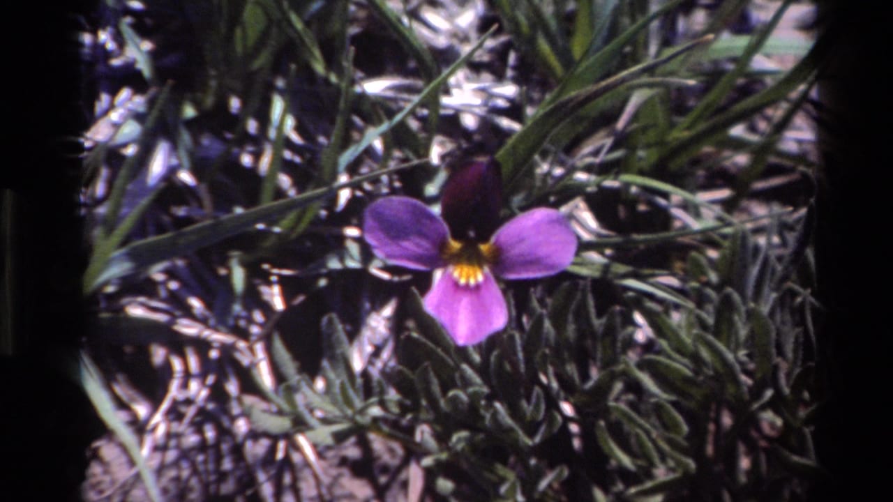 Close 1980 Big Sur home-movie view of a purple wildflower with a yellow center growing among grass and low plants.