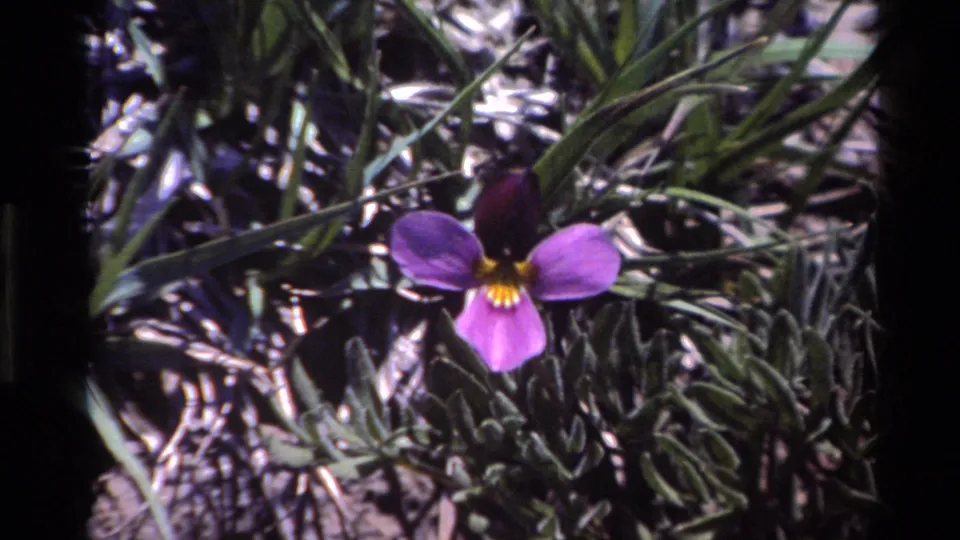 Close 1980 Big Sur home-movie view of a purple wildflower with a yellow center growing among grass and low plants.