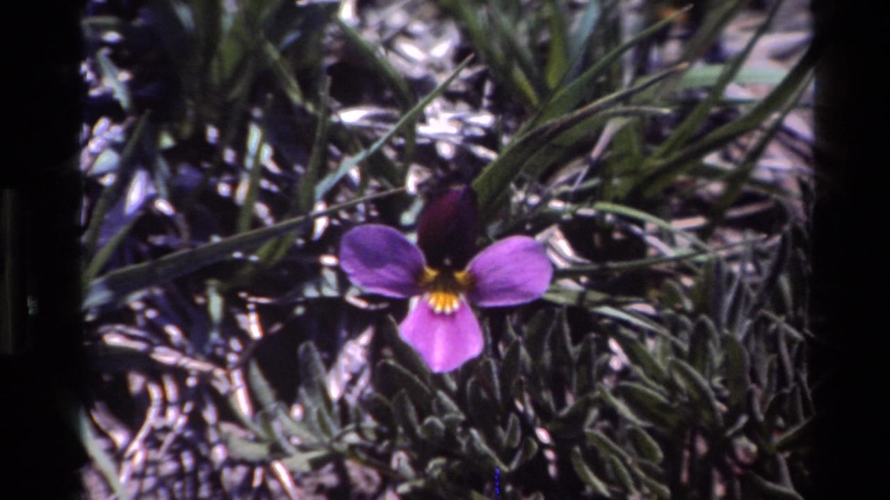 Purple flower and unopened bud surrounded by grass and low plants.