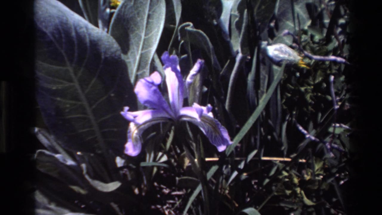 Purple iris in Big Sur, California, shown among broad leaves and darker vegetation in a soft 1980 8mm close-up.