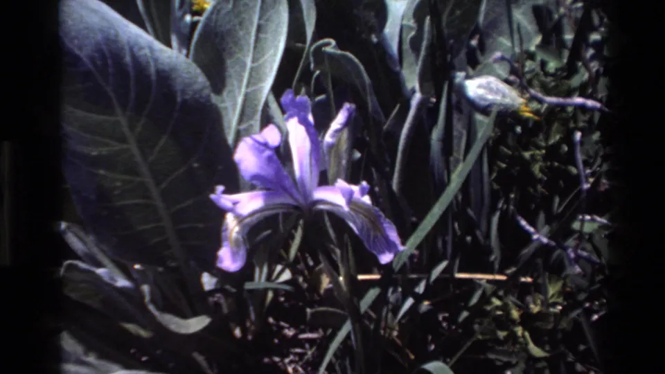 Purple iris in Big Sur, California, shown among broad leaves and darker vegetation in a soft 1980 8mm close-up.