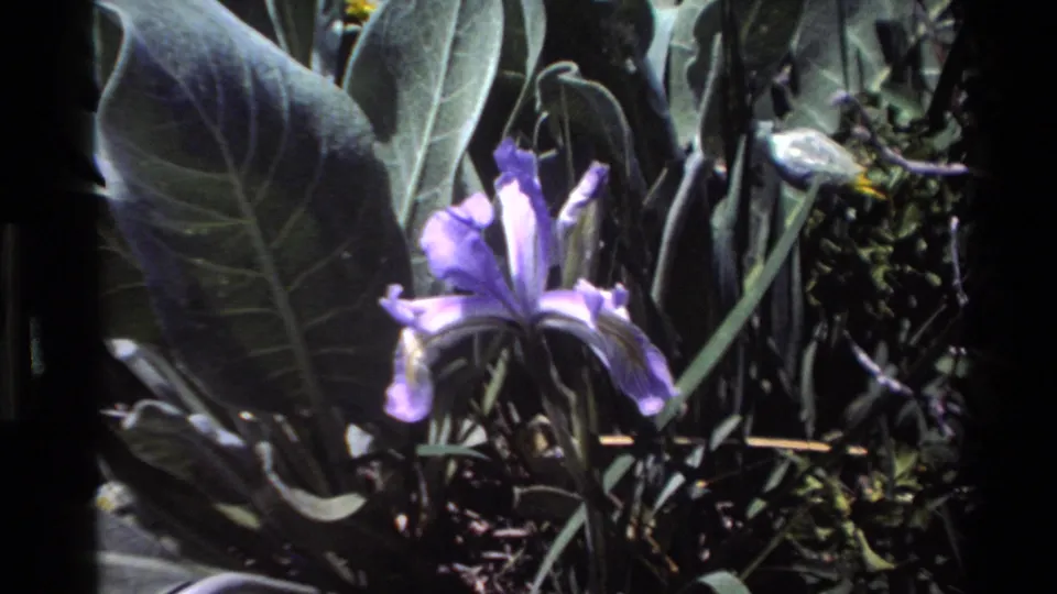 A wider 1980 8mm view of the purple iris, with surrounding leaves, stems, and shadowed vegetation filling the Big Sur nature shot.