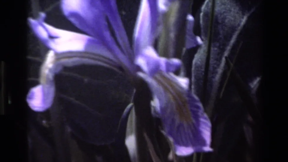 Tight, soft-focus 8mm close-up of purple iris petals and dark leaves from the supplied 1980 Big Sur home-movie footage.