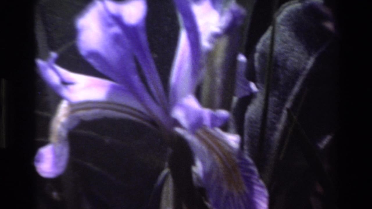 Close view of a purple iris against dark leaves and stems.