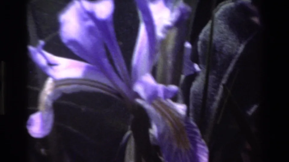 1980 Big Sur 8mm frame showing a purple iris in soft focus against dark foliage.