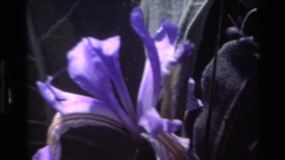 Soft 1980 8mm frame of a purple iris framed by dark leaves and stems in Big Sur.