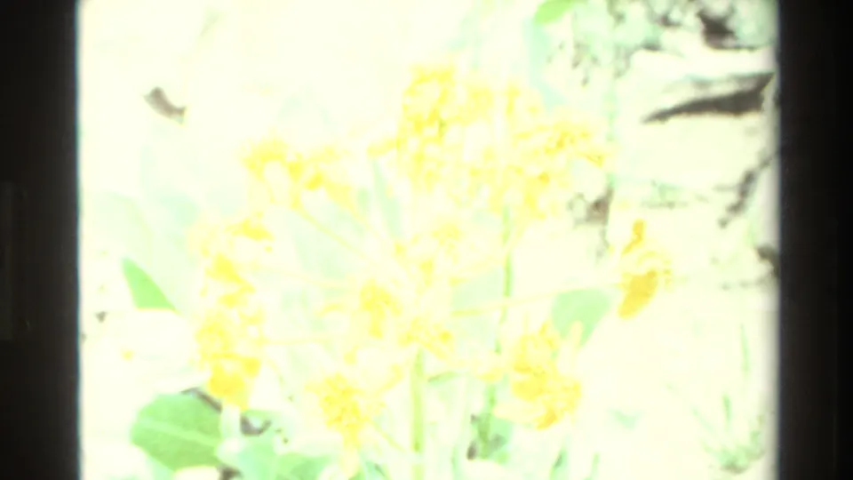 Overexposed 1980 Big Sur 8mm frame showing yellow wildflowers and green leaves in soft focus.