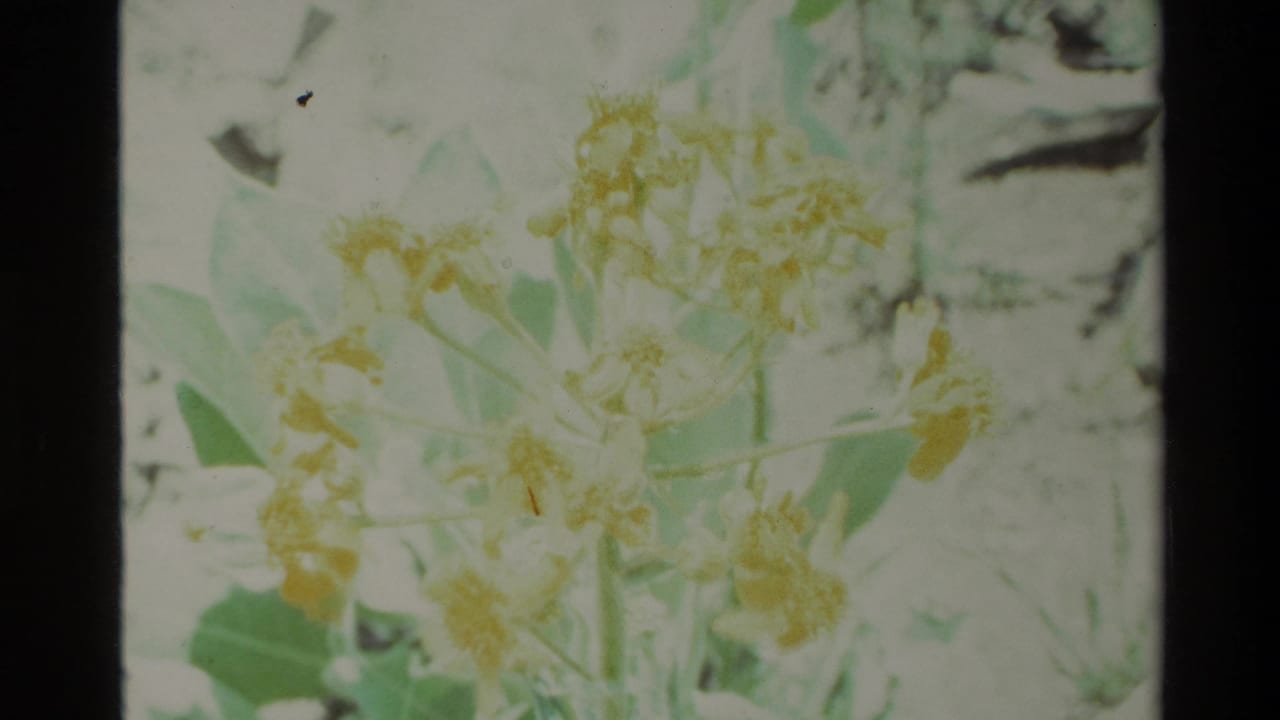 Pale yellow flowers and green leaves in soft focus.