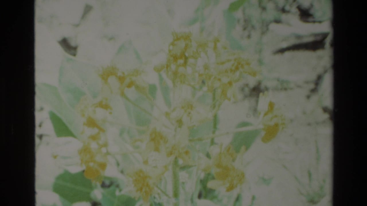 Close handheld view of pale wildflowers and leaves, with Big Sur and 1980 context supported by clip metadata.