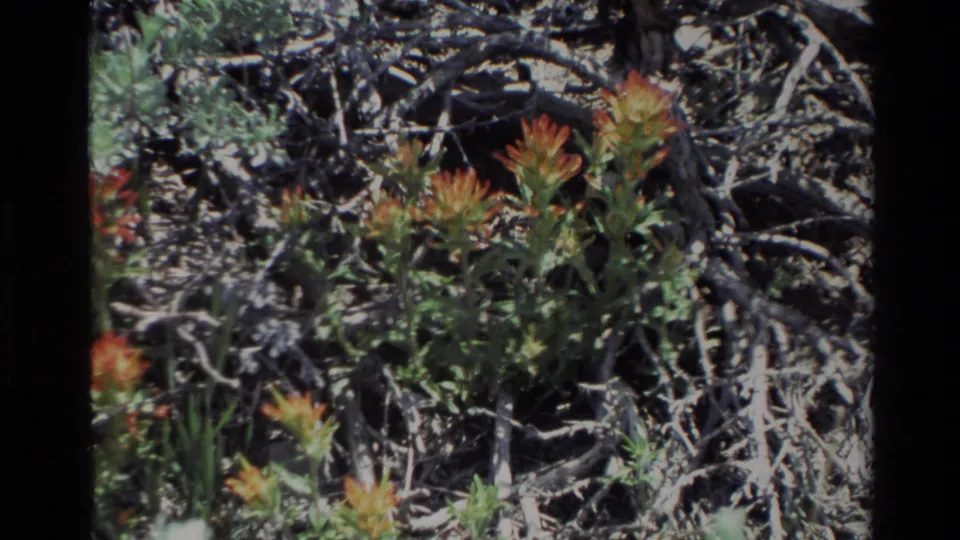 Orange-red wildflowers appear among dry branches and low vegetation in the supplied 1980 Big Sur home-movie footage.