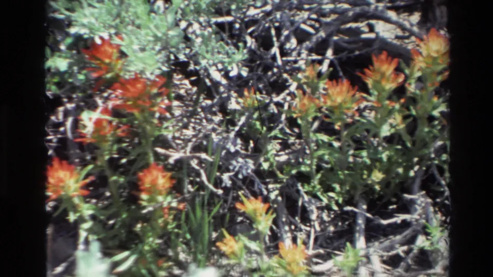 Handheld 8mm frame of orange-red wildflowers, leaves, and dry brush in Big Sur, California, as identified by metadata.