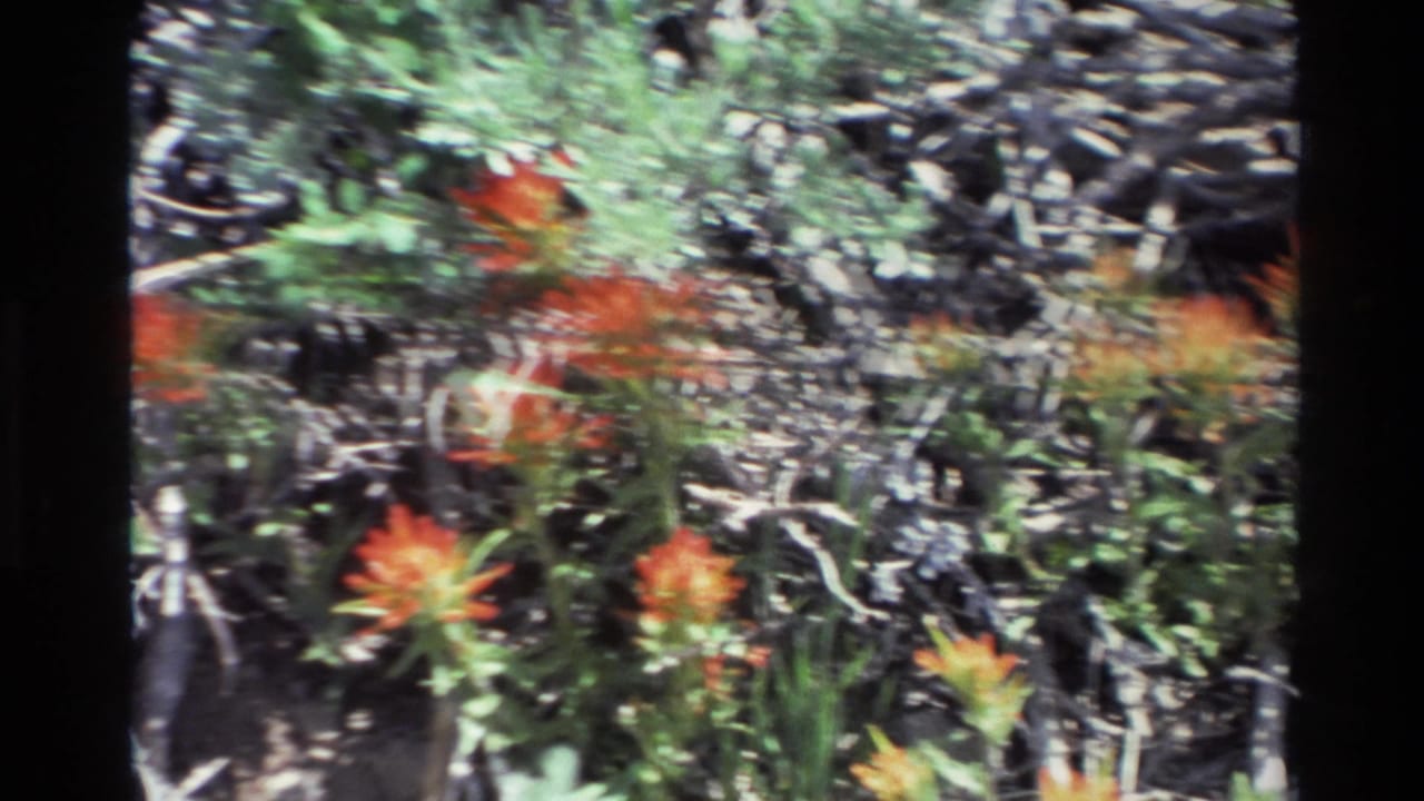 Red wildflowers growing among green foliage, dry twigs, and dark ground in sunlight.