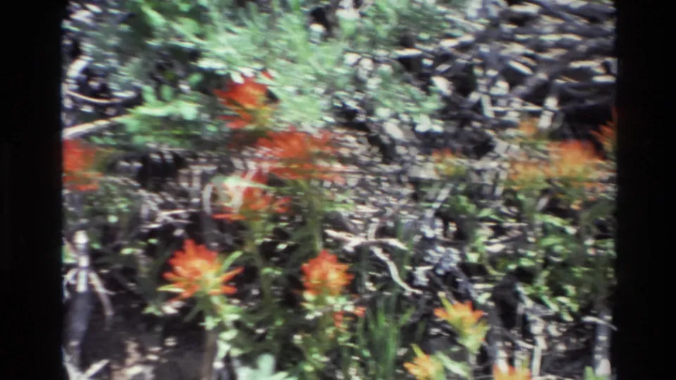 1980 Big Sur 8mm frame showing red wildflowers scattered through green foliage and dried underbrush in bright sun.