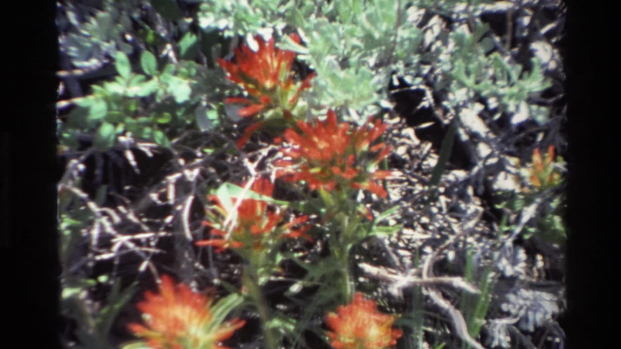 1980 Big Sur 8mm frame with red flower clusters, leafy stems, and dry brush under strong California sunlight.