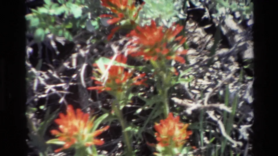 1980 Big Sur 8mm frame showing several red wildflowers rising from dried brush and green vegetation.