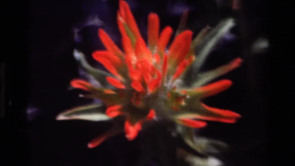 Close 1980 Big Sur 8mm view of one red wildflower, softly focused against a dark natural background.