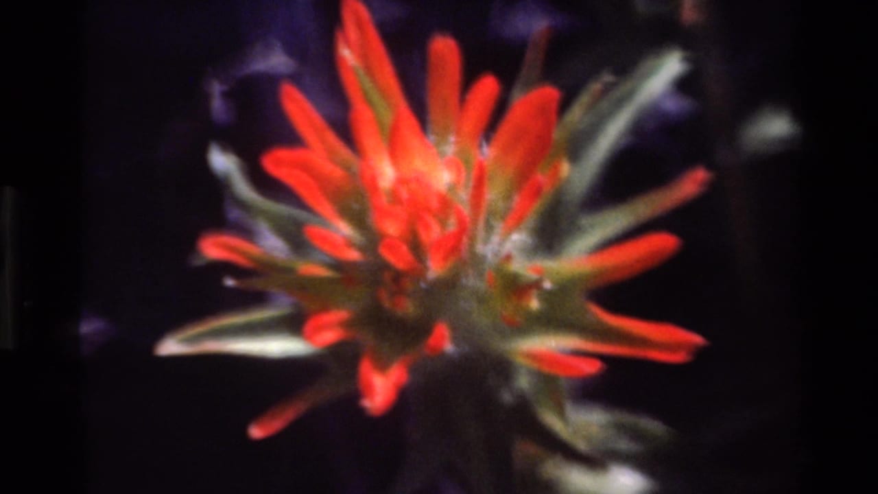 1980 Big Sur 8mm frame showing a soft close-up of red wildflower petals with green stems against a dark background.