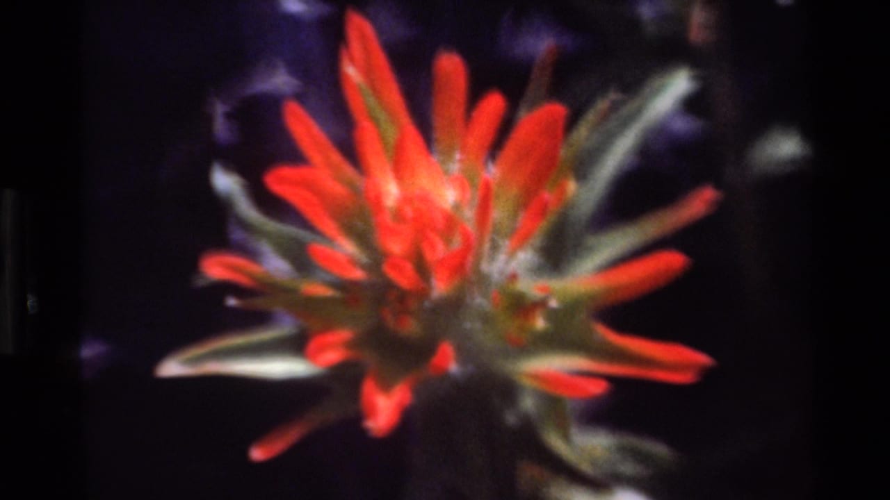 Red wildflower close-up with green stems and a dark, blurred background.
