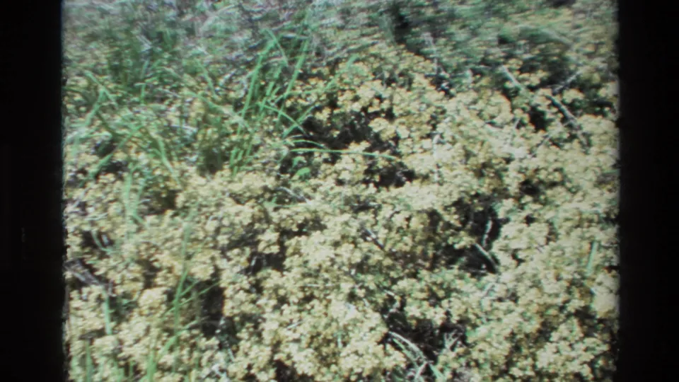 1980 Big Sur 8mm frame showing low groundcover with pale yellow wildflowers, green grasses, and patches of soil.