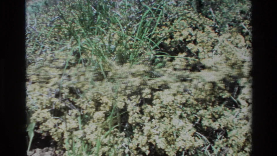 Low handheld 8mm view of pale yellow wildflowers and green grasses in Big Sur, with textured soil visible between plants.