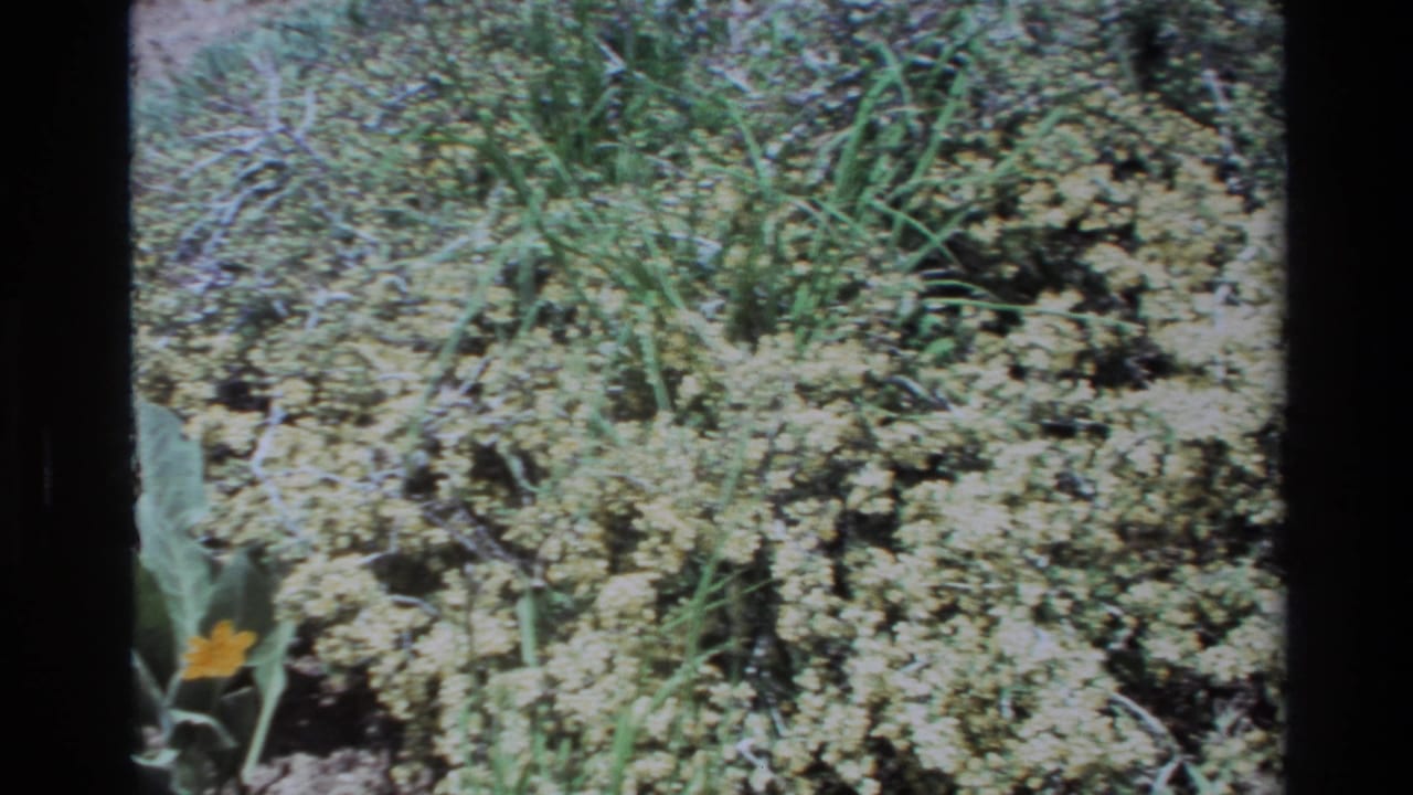 Small yellow wildflower at the lower left beside green leaves and sandy shrub-covered ground.
