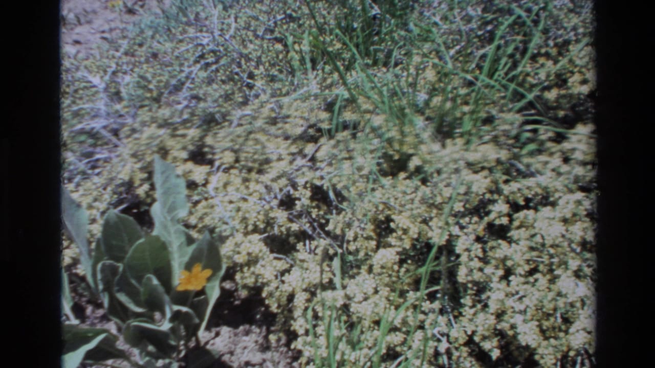1980 Big Sur 8mm frame with a yellow wildflower and broad gray-green foliage against sandy ground and dense low vegetation.
