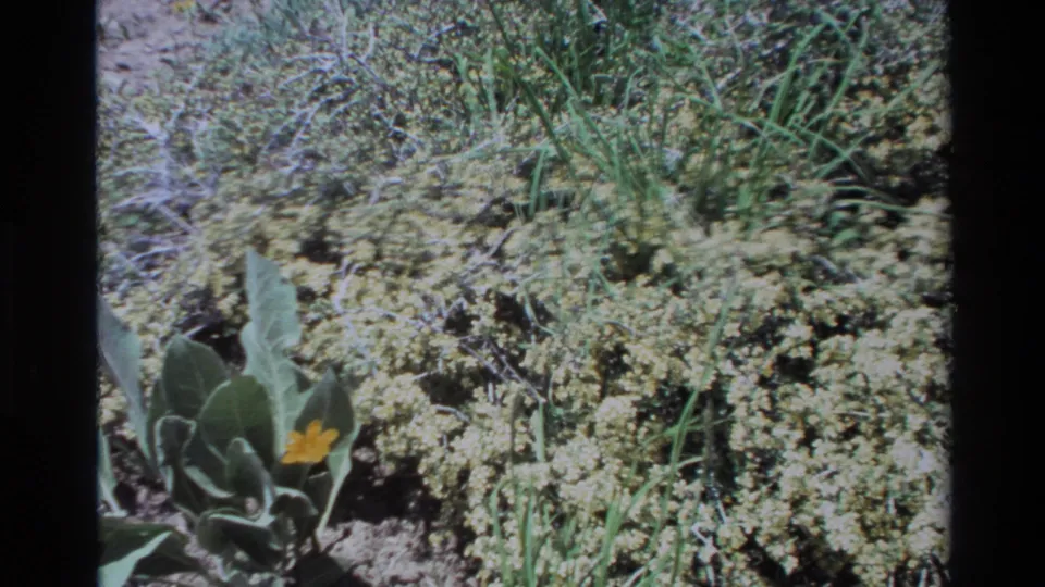 1980 Big Sur 8mm frame with a yellow wildflower and broad gray-green foliage against sandy ground and dense low vegetation.