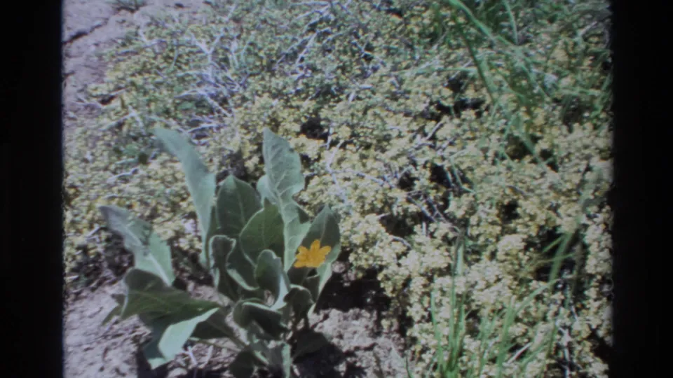 1980 Big Sur 8mm frame showing the wildflower plant lower in frame, with gray-green leaves, grasses, and rough sandy soil behind it.