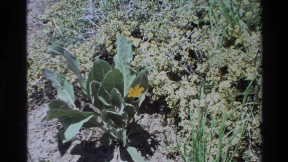 1980 Big Sur 8mm frame showing a yellow wildflower on a leafy plant, surrounded by grasses and low sandy coastal vegetation.