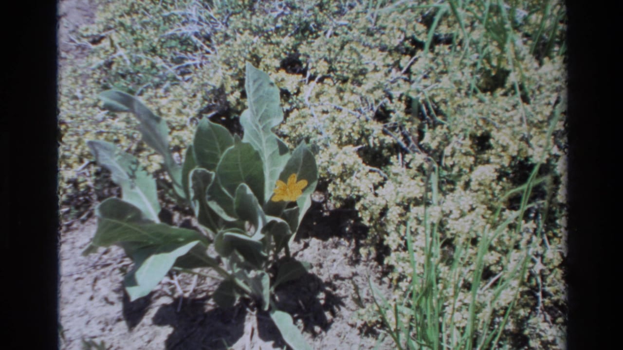 Small yellow flower beside green leaves and pale clustered foliage.