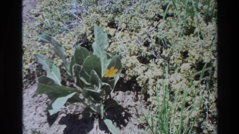 Close 8mm frame from Big Sur, 1980, showing a small yellow flower among broad green leaves and pale plant clusters.