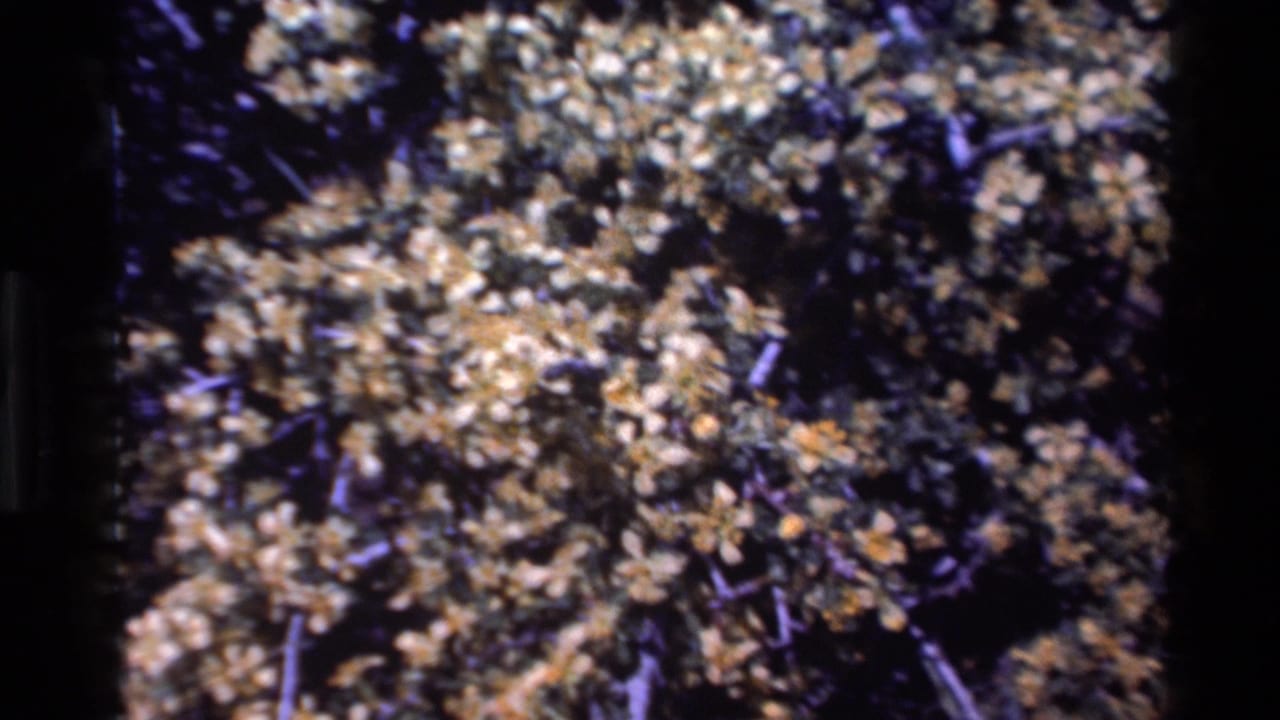 Close handheld 8mm view of dense brown and pale foliage against dark branches in the Big Sur nature footage.