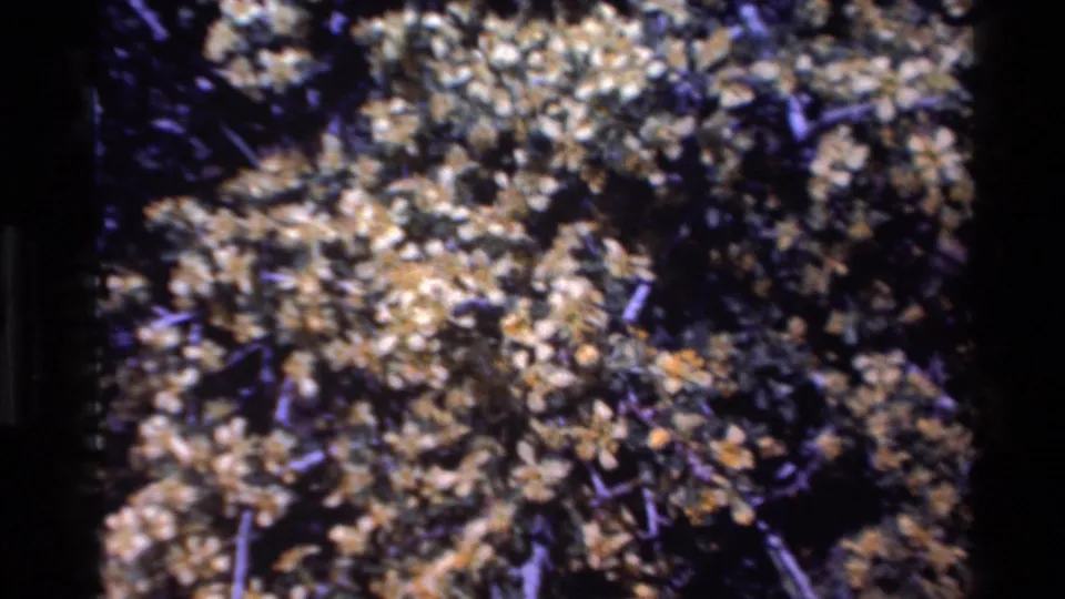 Close handheld 8mm view of dense brown and pale foliage against dark branches in the Big Sur nature footage.