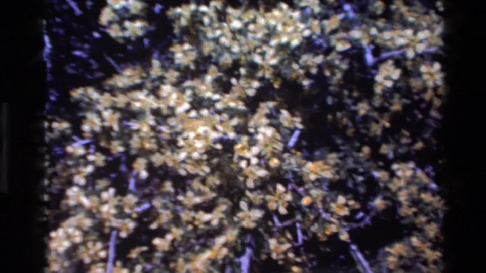 Vintage 8mm close-up of brown-orange plant clusters and dark branch shadows, attributed to Big Sur in 1980.