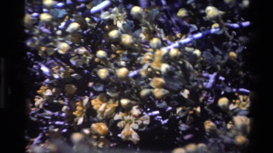 Close 8mm frame showing pale seed heads or small leaves scattered across dark branches in the Big Sur foliage clip.