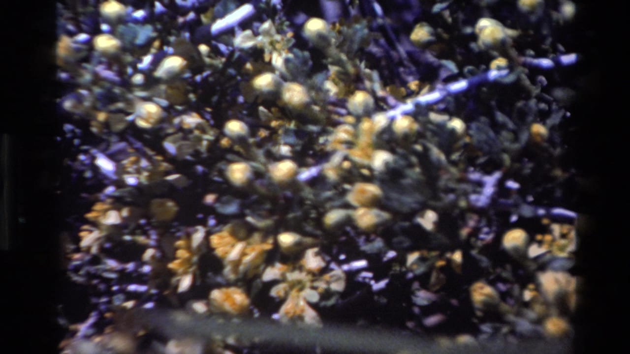 1980 Big Sur 8mm frame showing pale wildflower blossoms, round buds, dark branches, and green foliage in soft focus.