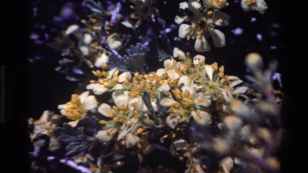 Cream-colored blossoms with yellow centers fill a dark leafy background.