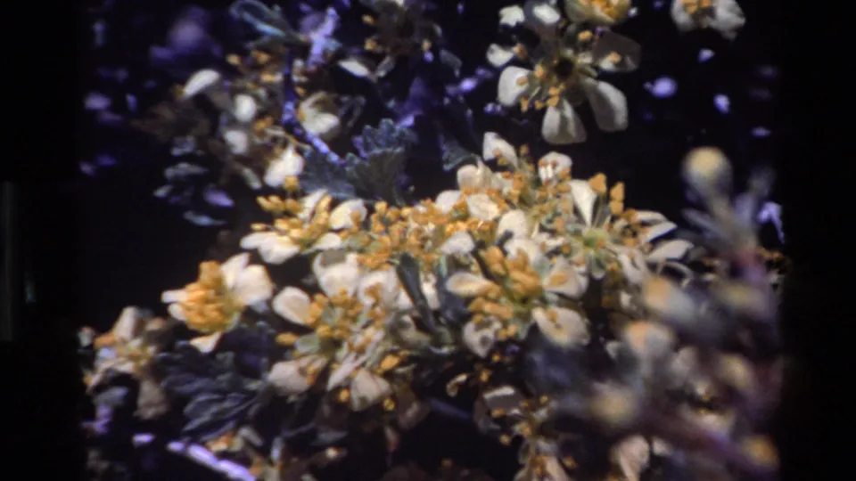 1980 Big Sur 8mm frame with a dense cluster of pale blossoms, yellow centers, buds, and shadowed foliage.