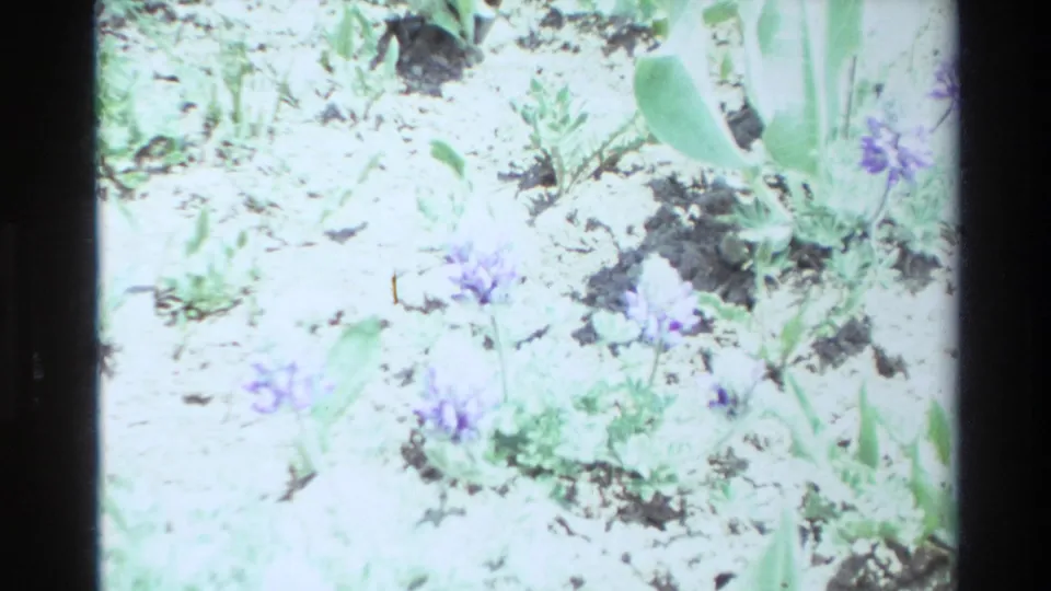 Overexposed 8mm frame from the Big Sur clip showing small purple wildflowers, green leaves, stems, and pale ground.