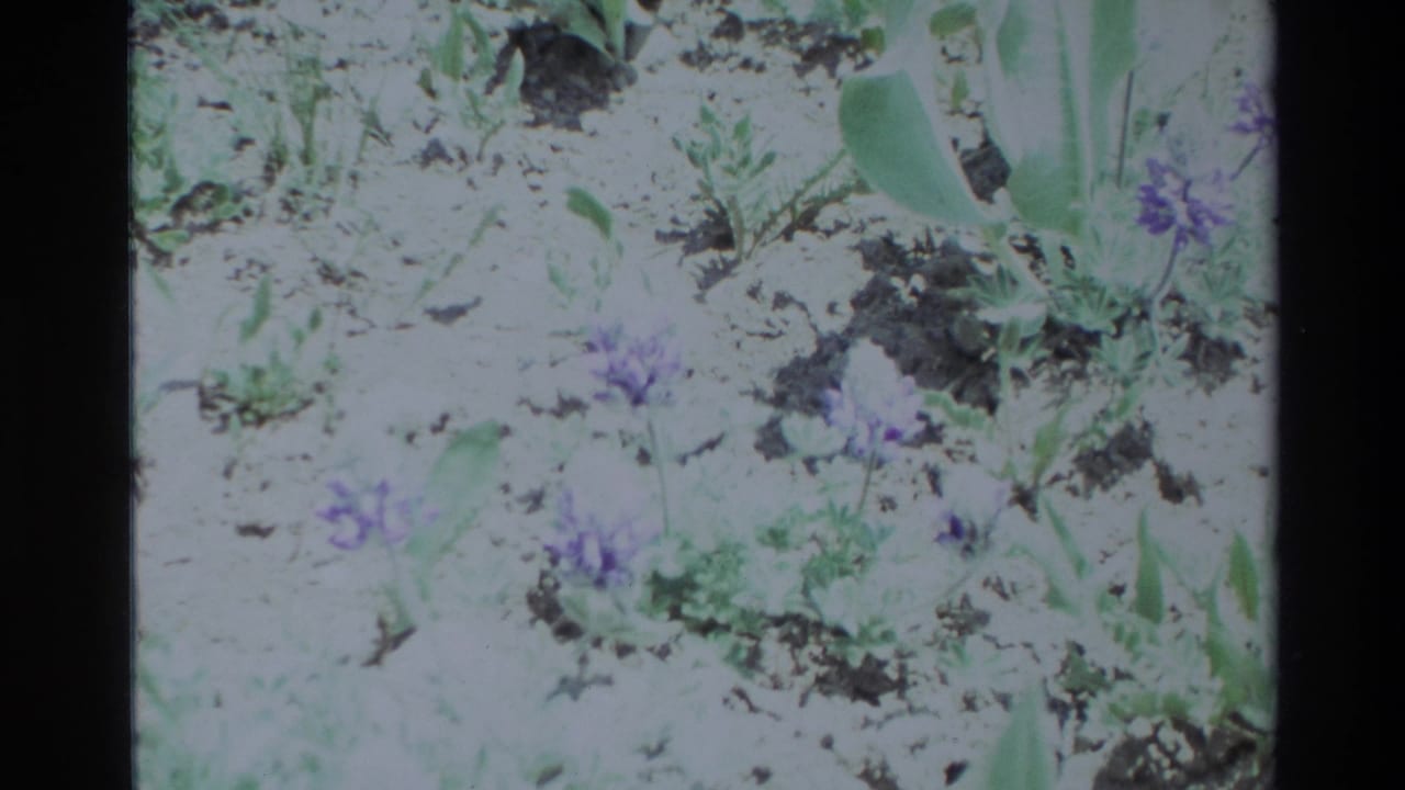 1980 Big Sur home-movie frame showing small purple lupine blossoms among green foliage and sandy ground.