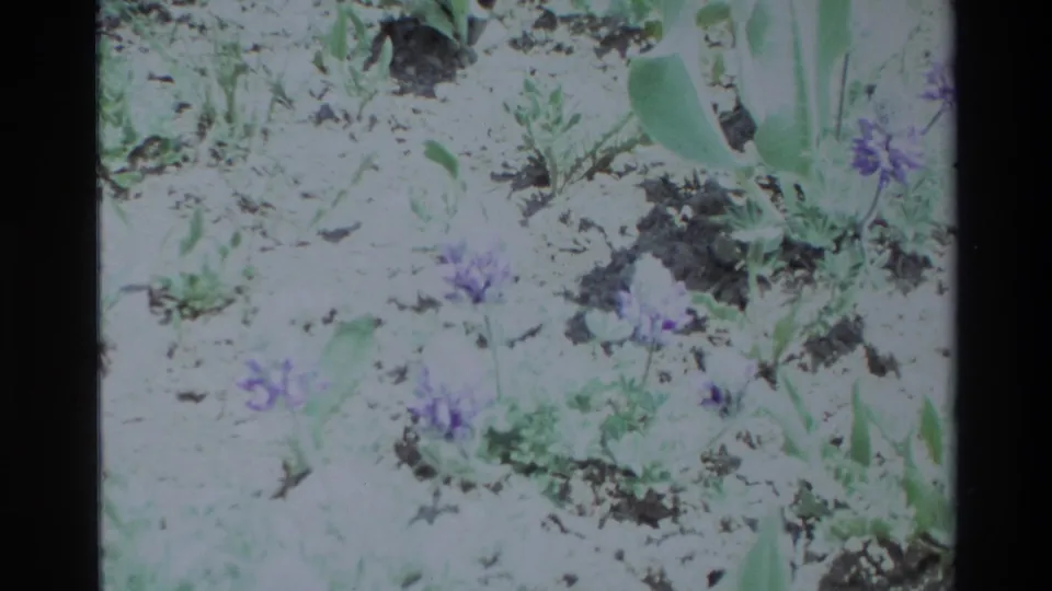 1980 Big Sur home-movie frame showing small purple lupine blossoms among green foliage and sandy ground.