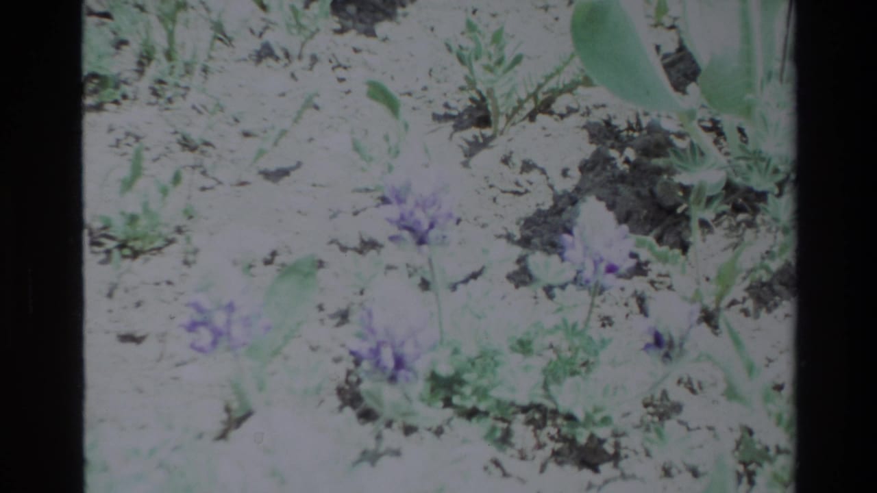 Low view of purple wildflowers scattered across sandy soil and green foliage.