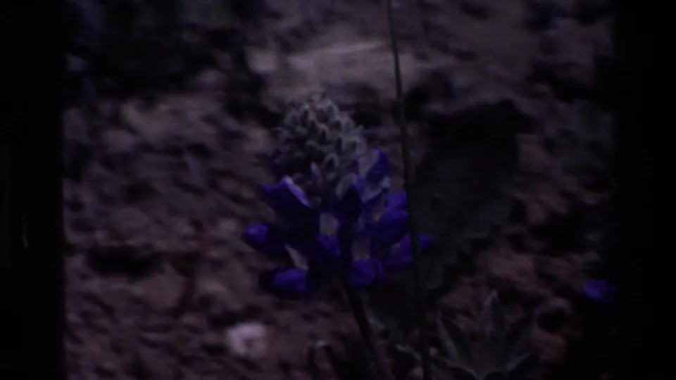 1980 Big Sur frame with a close purple lupine bloom in shadowed soil, showing soft grain and muted color.