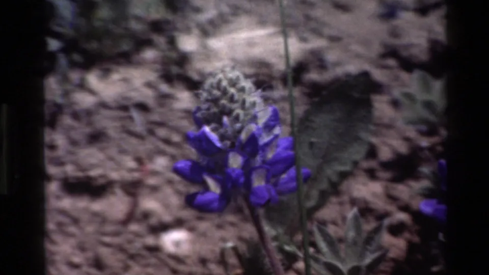 Big Sur 1980 8mm frame showing a purple lupine bloom near green leaves, sandy soil, and scattered stones.