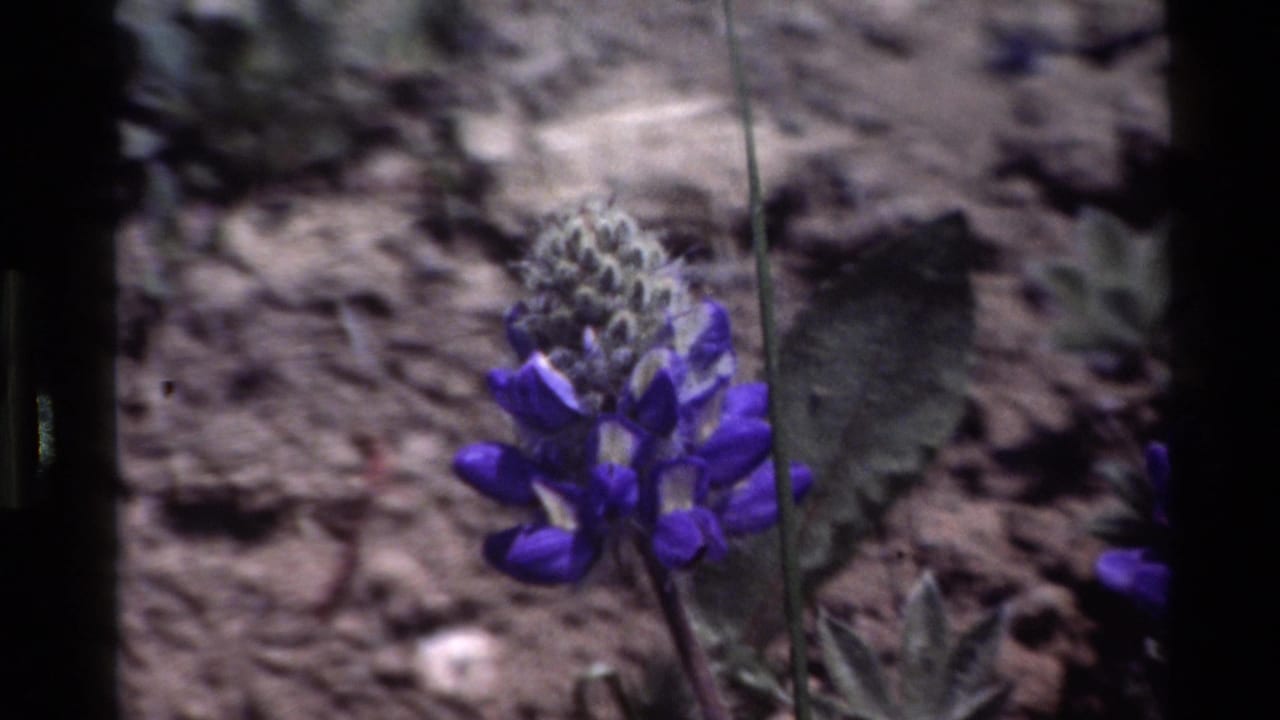 Purple flower stalk growing from dry grey soil with dark film borders.
