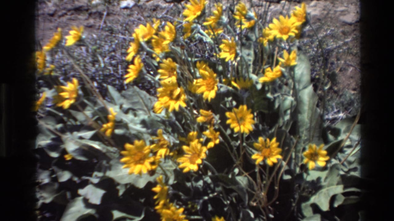 Yellow wildflowers and broad green leaves appear on grey hillside soil in 1980 Big Sur 8mm home-movie footage.