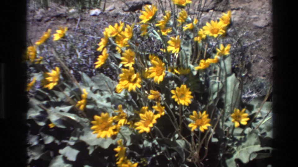 Handheld 8mm close-up of yellow wildflowers with broad leaves on dry grey ground, supported as Big Sur, California, 1980.